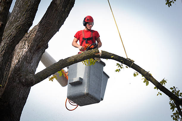 Trusted Waldo, AR  Tree Services Experts